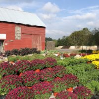 Gallery 2 - The Farm at ARRC