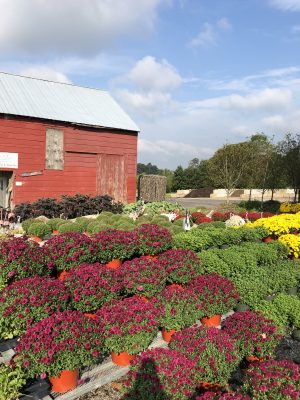 Gallery 2 - The Farm at ARRC