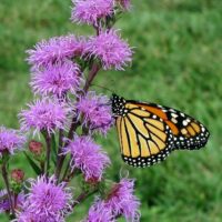 Penn State York County Master Gardeners 26th Annual Native Plant Sale